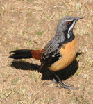 Drakensberg Rockjumper